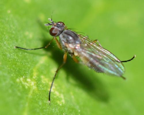 Réf. 300 685 : Coenosia testacea